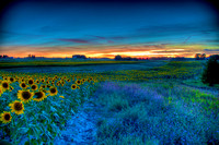 River of Sunflowers - Maple Bay