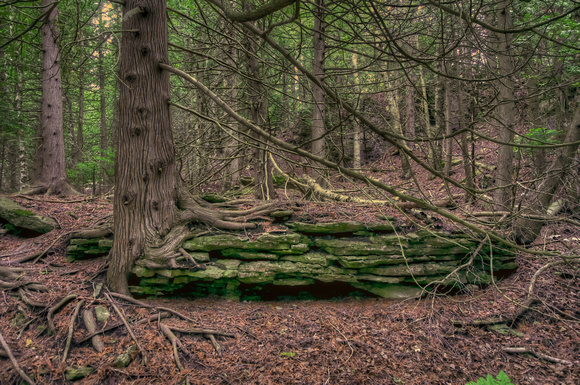 Cedar on Limestone Shelf