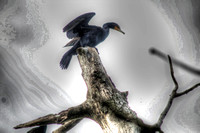 Cormorant - South Manitou