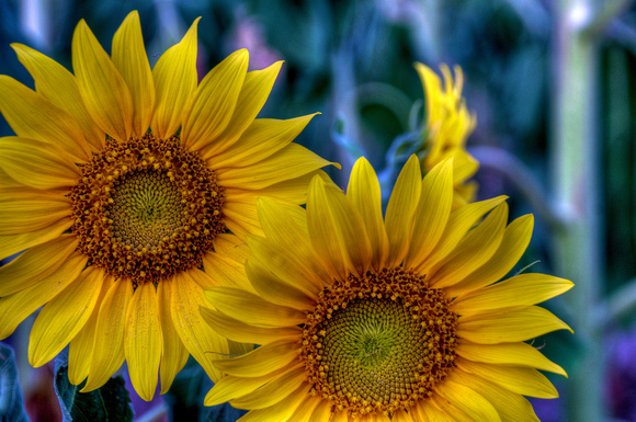 Sunflowers - Detail - Maple Bay