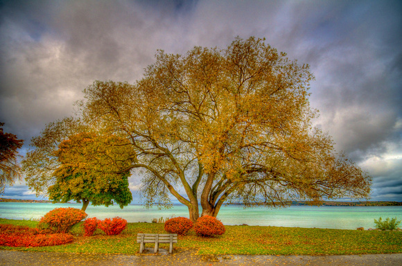 Traverse City Willow - Fall