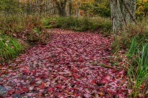 River of Leaves - Beaver Island