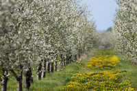 Flowers & Blossoms