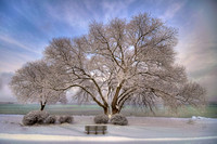 Traverse City Willow - Winter