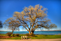 Traverse City Willow - Spring