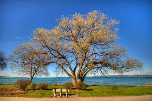 Traverse City Willow - Spring