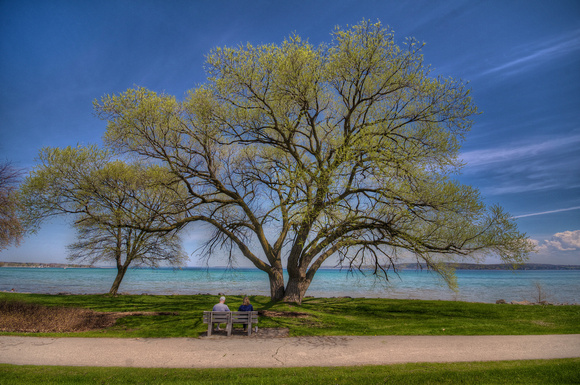 Traverse City Willow - Summer