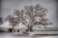 Traverse City Willow - Winter - Alt